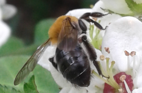 Apoidea : Andrena thoracica?